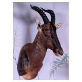 Topi Shoulder Mount Taxidermy