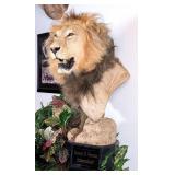 Male African Lion Shoulder Mount on Pedestal Hunte