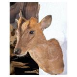 Muntjac Deer Shoulder Mount Taxidermy