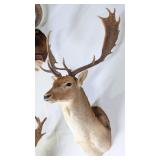 GIANT Fallow Deer Shoulder Mount Taxidermy