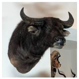 Asian Water Buffalo Shoulder Mount Taxidermy