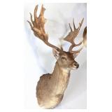 HUGE Fallow Deer Shoulder Mount Taxidermy