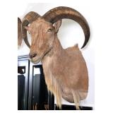 Barbary Aoudad Sheep Shoulder Mount Taxidermy