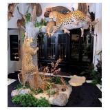 Stunning Leopard & Duiker Full Body Taxidermy Disp