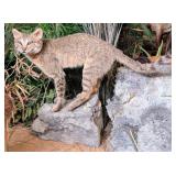 African Wild Cat Full Body Taxidermy Mount on Habi