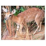 Grysbok Full Body Taxidermy Mount No Base