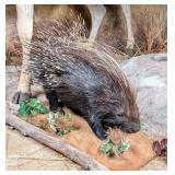 African Porcupine Full Body Taxidermy Mount on Hab