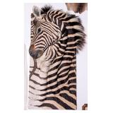 African Zebra Hide 3-D Exotic Taxidermy Wall Mount