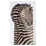 Elegant African Zebra Hide 3-D Exotic Taxidermy Wa