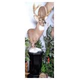 11 Point Whitetail Shoulder Mount Taxidermy on Ped