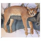 Resting Caracal Full Body Taxidermy Wall Mount on