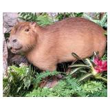 RARE Capybara Full Body Taxidermy Mount on Rolling