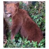 Romanian Brown Bear Full Body Taxidermy Mount on H