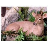 Resting Brocket Deer Full Body Taxidermy Mount