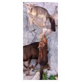 Pair of Brush Tail Possum Full Body Taxidermy Wall