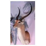 Red Lechwe Shoulder Mount Taxidermy INDIANA RESIDE