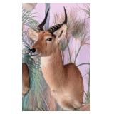 Puku Antelope Shoulder Mount Taxidermy