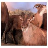 Himalayan Tahr Full Body Taxidermy Mount No Base