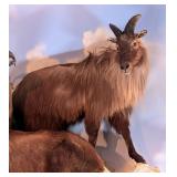 Himalayan Tahr Full Body Taxidermy Wall Mount No B