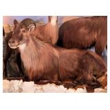 Resting Himalayan Tahr Full Body Taxidermy Mount N