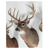 12-Point Whitetail Deer Shoulder Mount Taxidermy