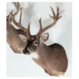 11-Point Whitetail Deer Shoulder Mount Taxidermy