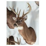 8-Point Whitetail Deer Shoulder Mount Taxidermy