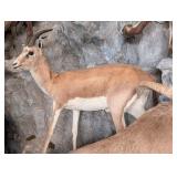 Black Tail Gazelle Full Body Taxidermy Mount No Ba