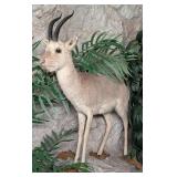 ULTRA RARE Tibetan Gazelle Full Body Taxidermy Mou