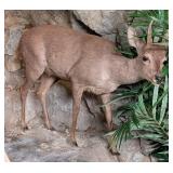 Brocket Deer Full Body Taxidermy Mount No Base