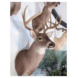 9-Point Mexican Whitetail Deer Shoulder Mount Taxi