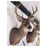 9-Point Mexican Whitetail Deer Shoulder Mount Taxi