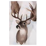 10-Point Mexican Whitetail Deer Shoulder Mount Tax
