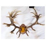 Red Stag Antlers Taxidermy on Wood Plaque