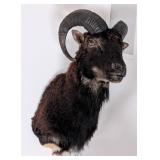 Black Hawaiian Ram Shoulder Mount Taxidermy