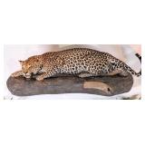 Stalking Leopard Full Body Taxidermy Wall Mount on