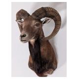 Mouflon Ram Shoulder Mount Taxidermy