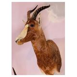 Blesbok Shoulder Mount Taxidermy