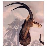 African Sable Shoulder Mount Taxidermy