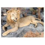 Resting African Male Lion Full Body Taxidermy Moun