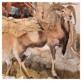 Mouflon Ram Full Body Taxidermy Mount No Base