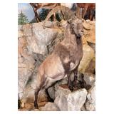 High Alti Ibex Full Body Taxidermy Mount No Base