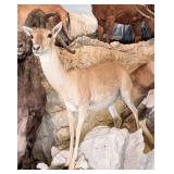 Mongolian Gazelle Full Body Taxidermy Mount No Bas
