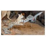 Pouncing Serval Cat & Helmeted Guineafowl Full Bod
