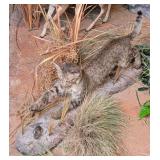 Small African Wild Cat & His Mouse Taxidermy Mount