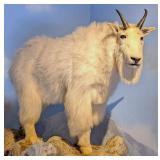 Mountain Goat Full Body Taxidermy Mount No Base