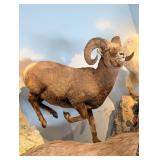 Rocky Mountain Big Horn Sheep Full Body Taxidermy