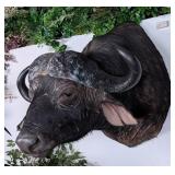 Cape Buffalo Shoulder Mount Taxidermy