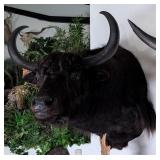 Yak Shoulder Mount Taxidermy