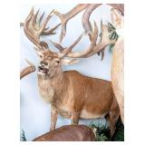 SCI WORLD RECORD Red Stag Full Body Taxidermy Moun